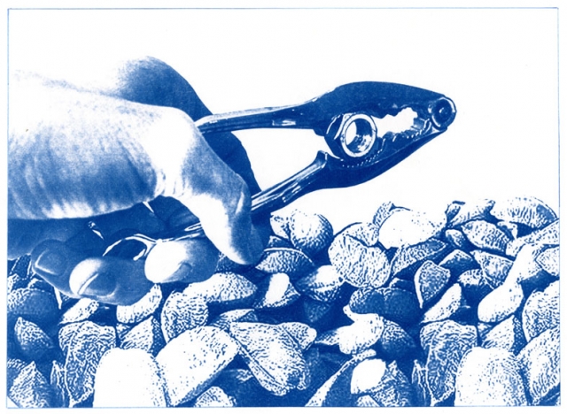 English Idioms: it's a Hard Nut to Crack (Cyanotype photocomposite)