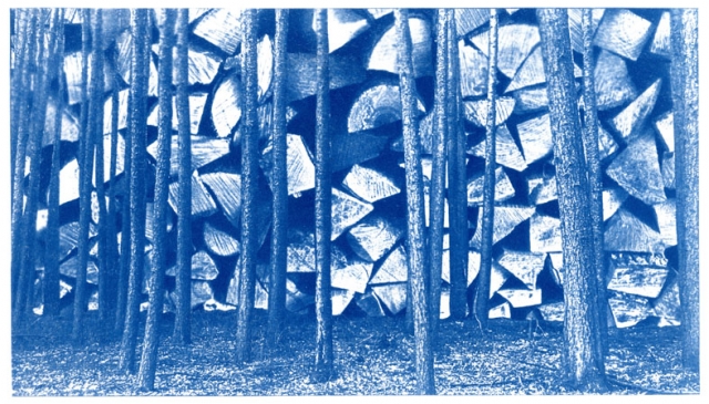 English Idioms: can't see the Wood from the Trees (Cyanotype photocomposite)