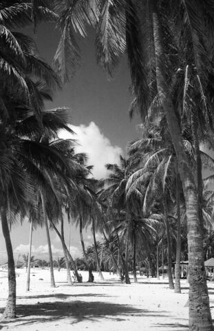 Palm tree, Beausejour